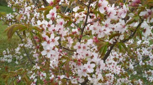 2桜